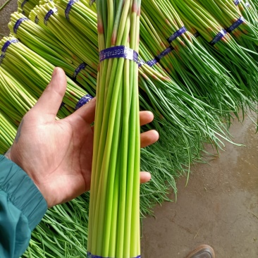 邳州精品小红帽蒜苔大量上市适合每一个市场