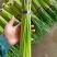 邳州精品小红帽蒜苔大量上市适合每一个市场