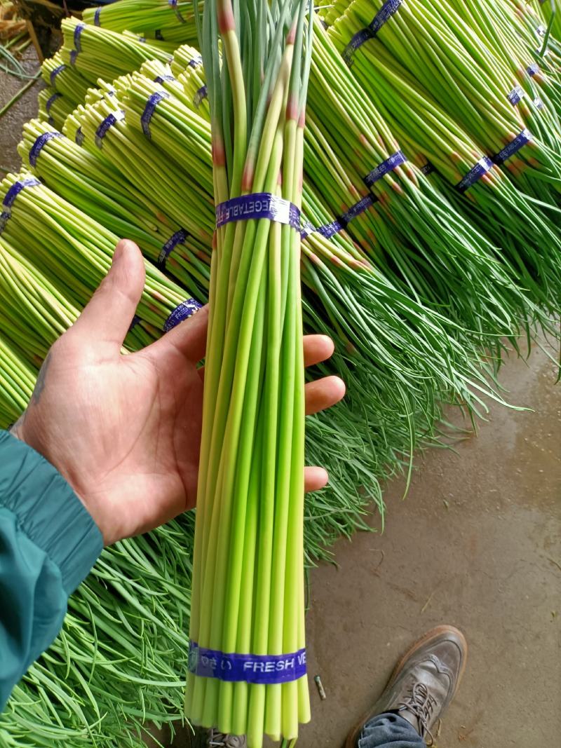 邳州精品小红帽蒜苔大量上市适合每一个市场