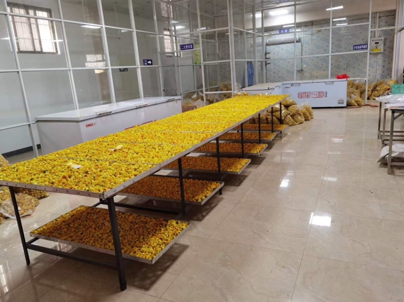 广西金花茶2021年新货金花茶特级防普冻干花茶
