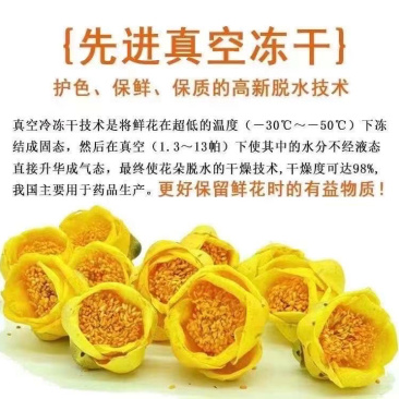 广西金花茶2021年新货金花茶特级防普冻干花茶