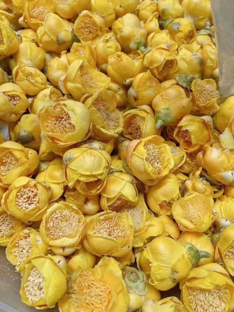 广西金花茶2021年新货金花茶特级防普冻干花茶