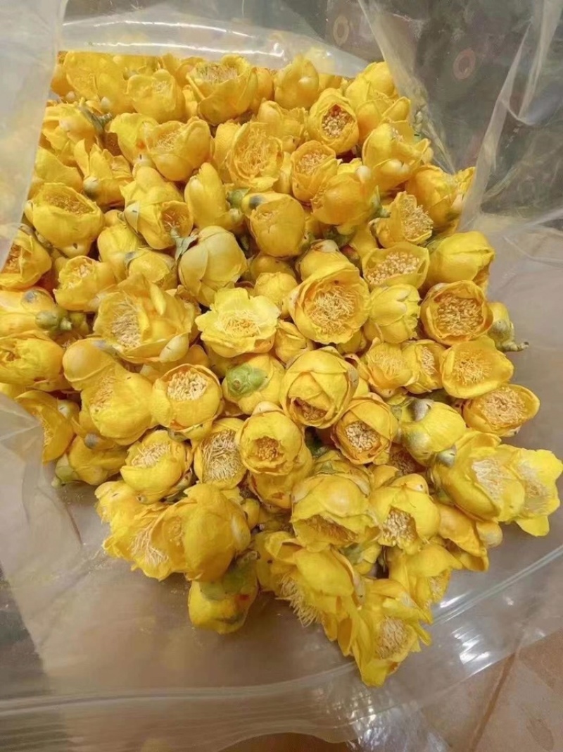 广西金花茶2021年新货金花茶特级防普冻干花茶