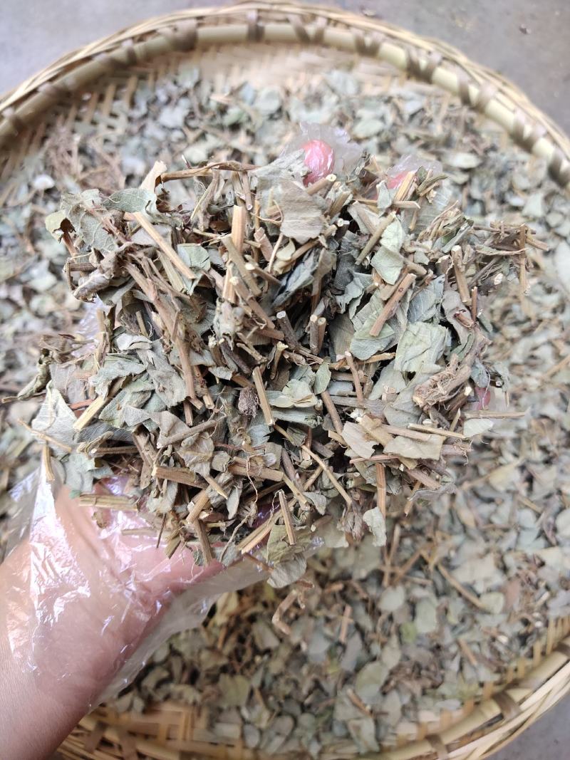 云南野生中药材金钱草大叶金钱草广金钱草过路黄