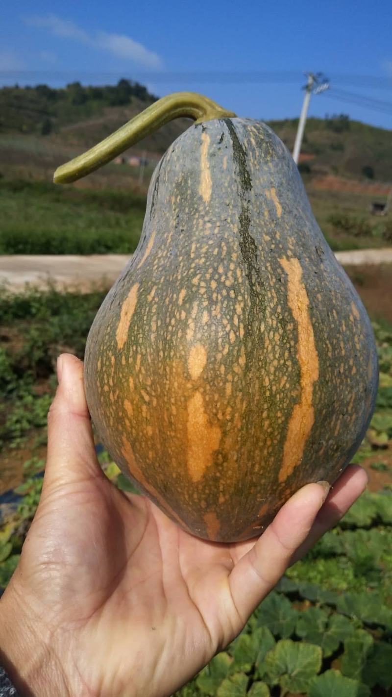 早中熟优质品种肉质致密肉金黄香芋味采收期长