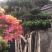 大根榕低价处理