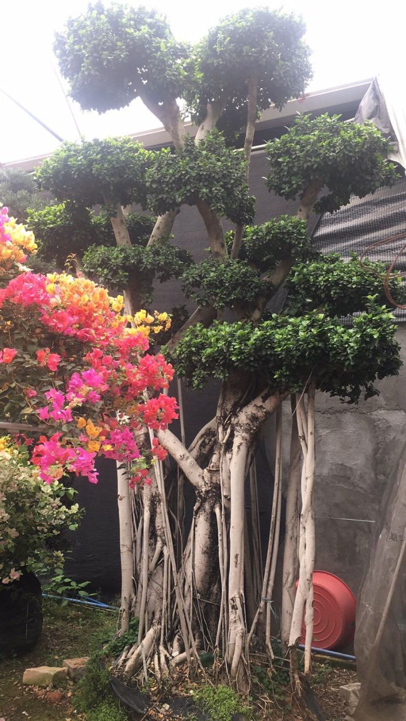 大根榕低价处理