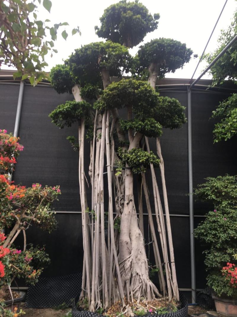 大根榕低价处理
