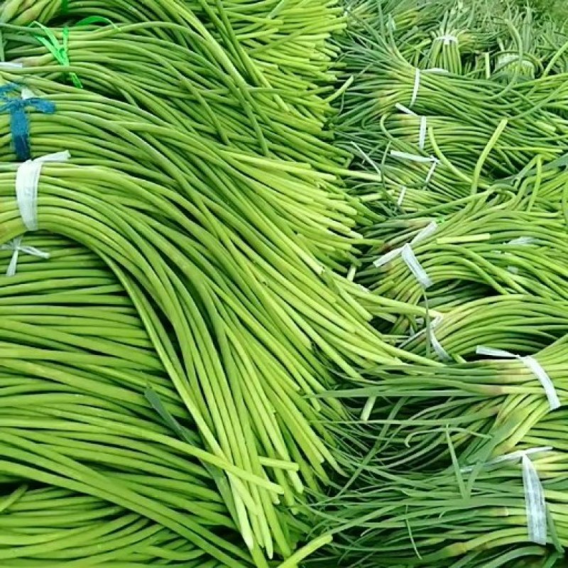 冷库蒜苔大量出售中可加工小把