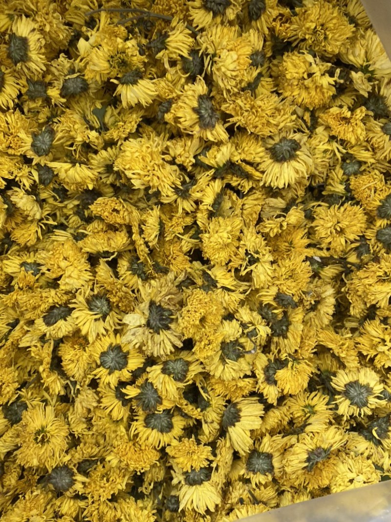 黄菊花茶货品质量保证批发各种中药材