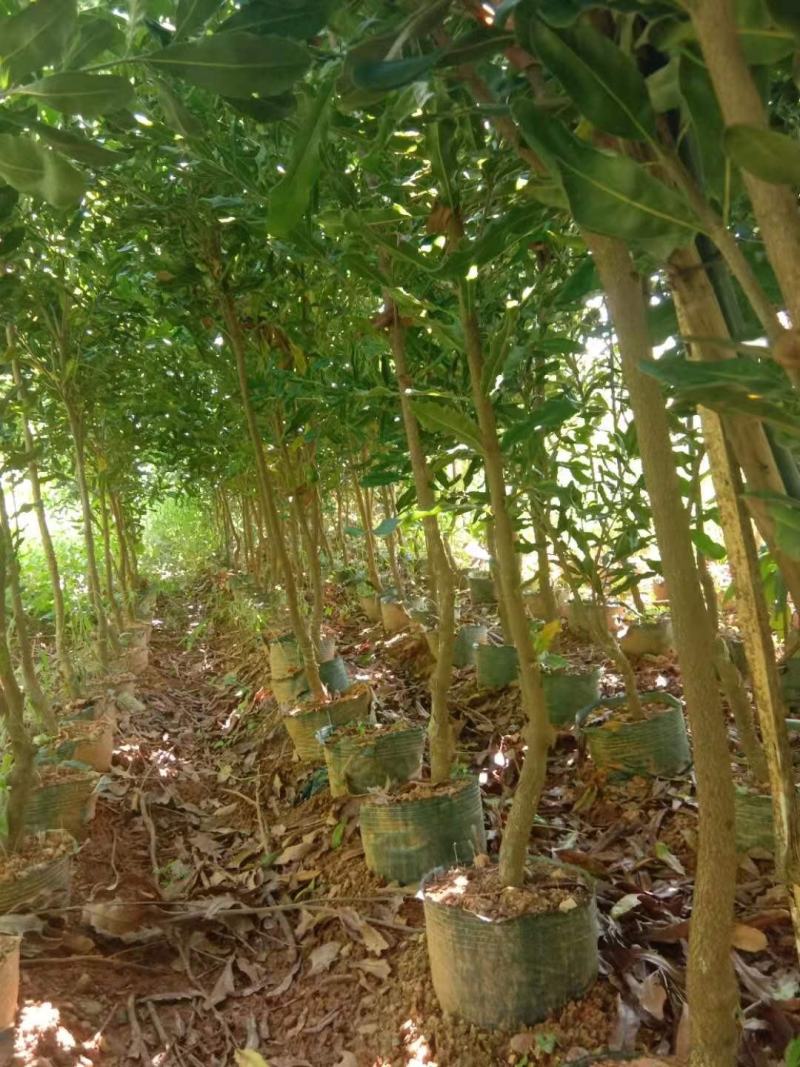 夏威夷果苗嫁接，特大杯苗；一年见效果