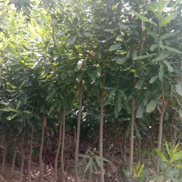 夏威夷果苗嫁接，特大杯苗；一年见效果