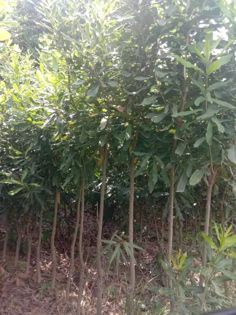 夏威夷果苗嫁接，特大杯苗；一年见效果