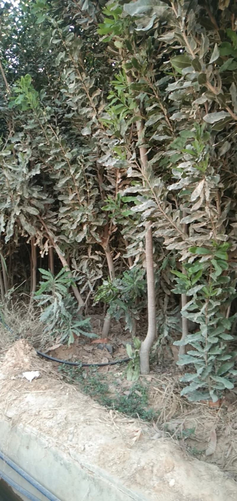 夏威夷果苗嫁接，特大杯苗；一年见效果