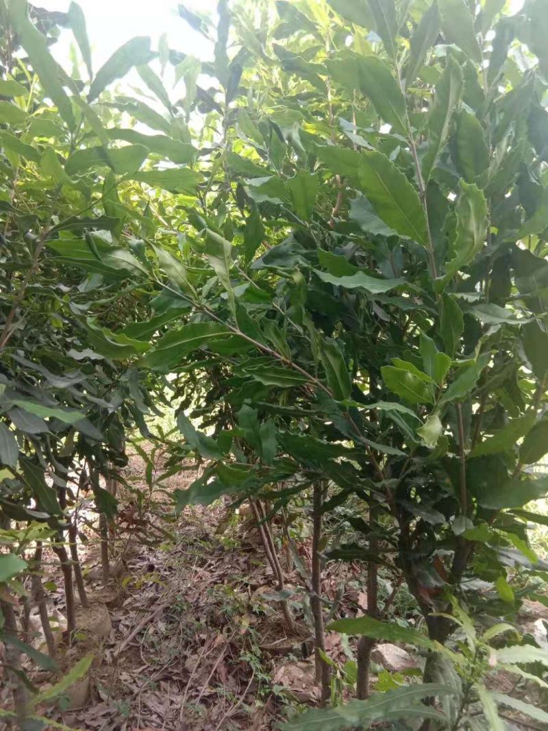 夏威夷果苗嫁接，特大杯苗；一年见效果