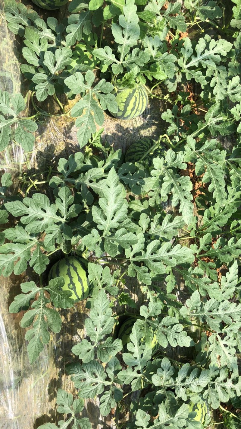 西瓜大量上市，8424西瓜，大量货源，基地直供