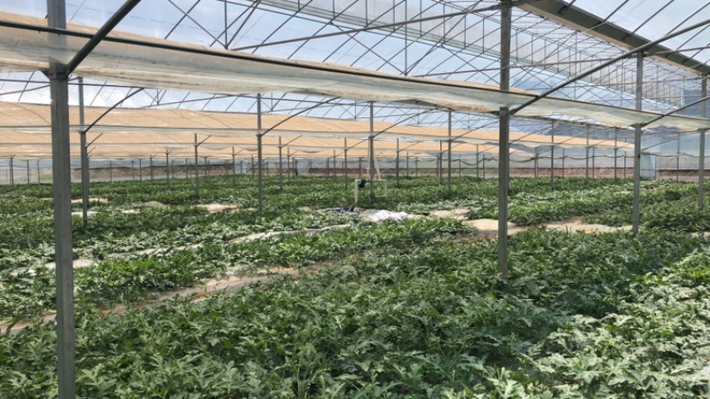 西瓜大量上市，8424西瓜，大量货源，基地直供