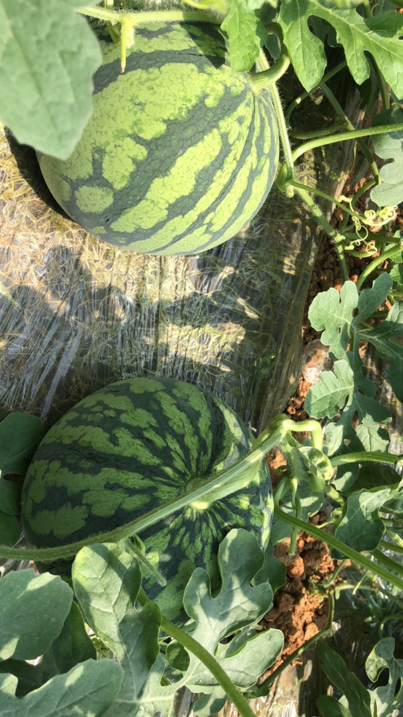西瓜大量上市，8424西瓜，大量货源，基地直供