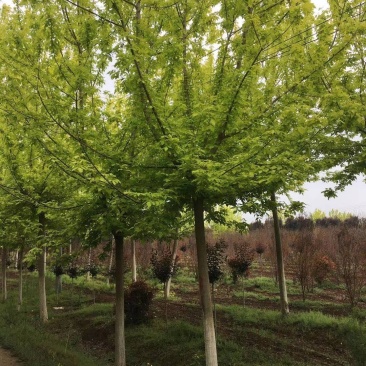 金叶复叶槭青叶复叶槭苗圃大量出售大小规格均有