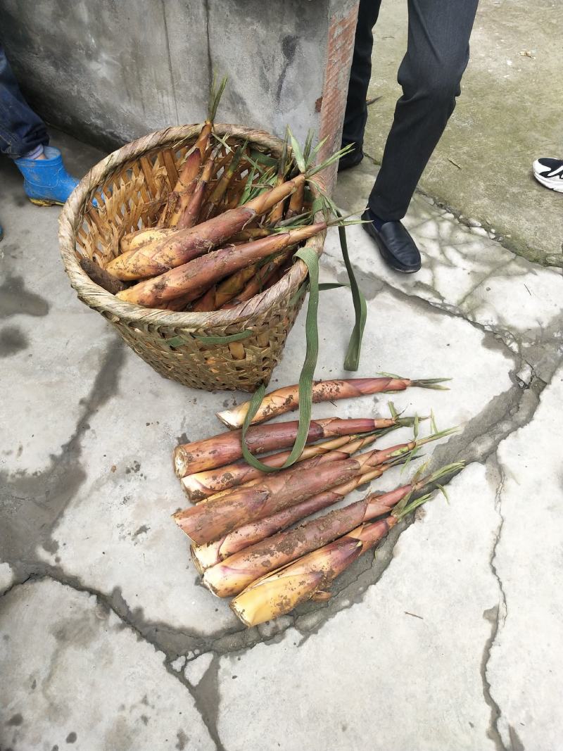 【精品】高山优质苦笋产地直销现挖现发诚信经营