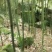 【精品】高山优质苦笋产地直销现挖现发诚信经营
