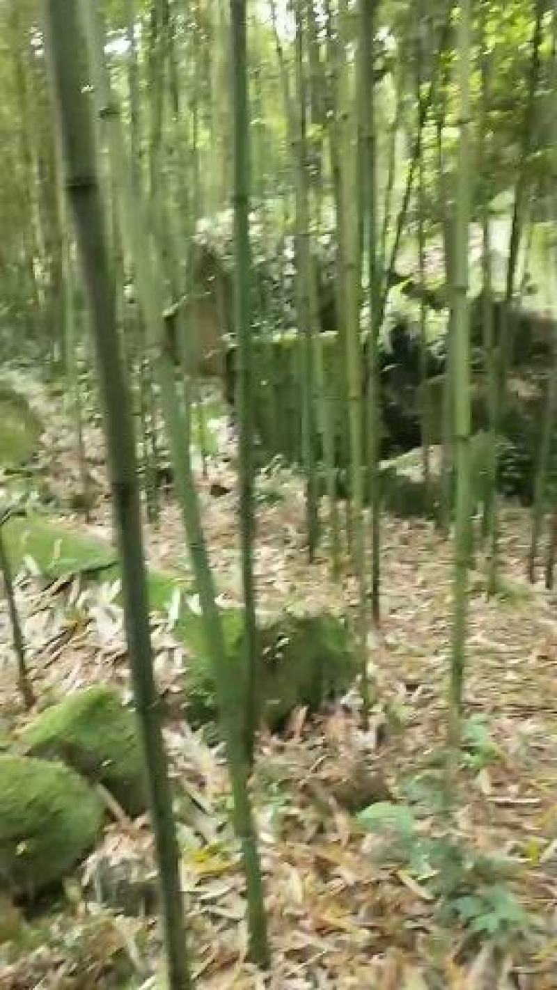 【精品】高山优质苦笋产地直销现挖现发诚信经营