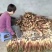 【精品】高山优质苦笋产地直销现挖现发诚信经营