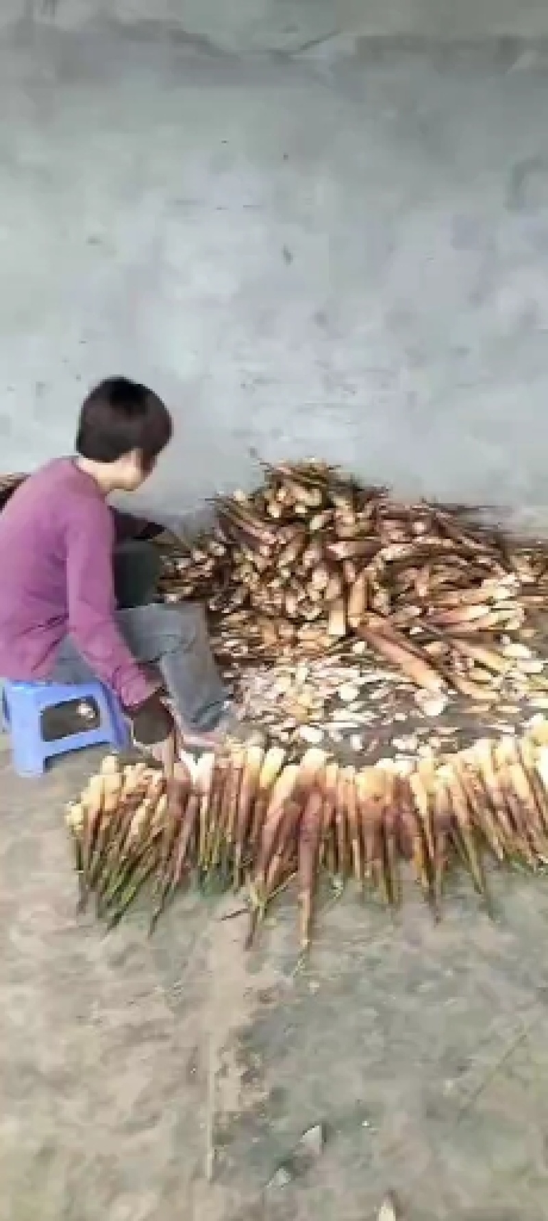 【精品】高山优质苦笋产地直销现挖现发诚信经营