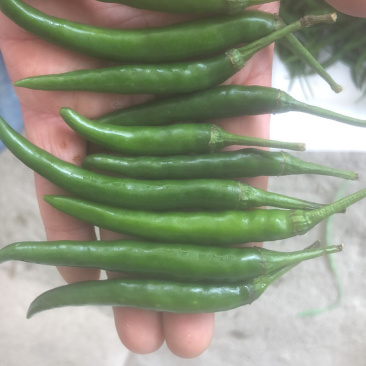 青米椒