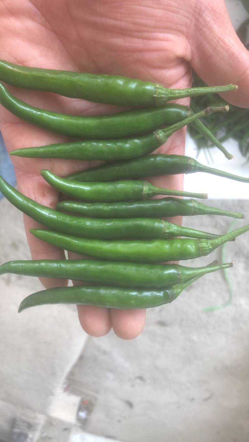 青米椒