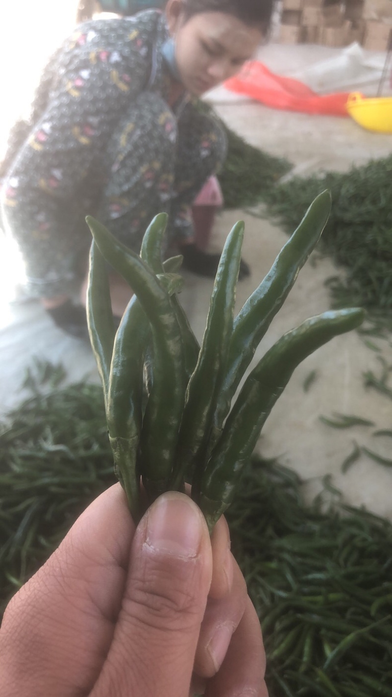 青米椒