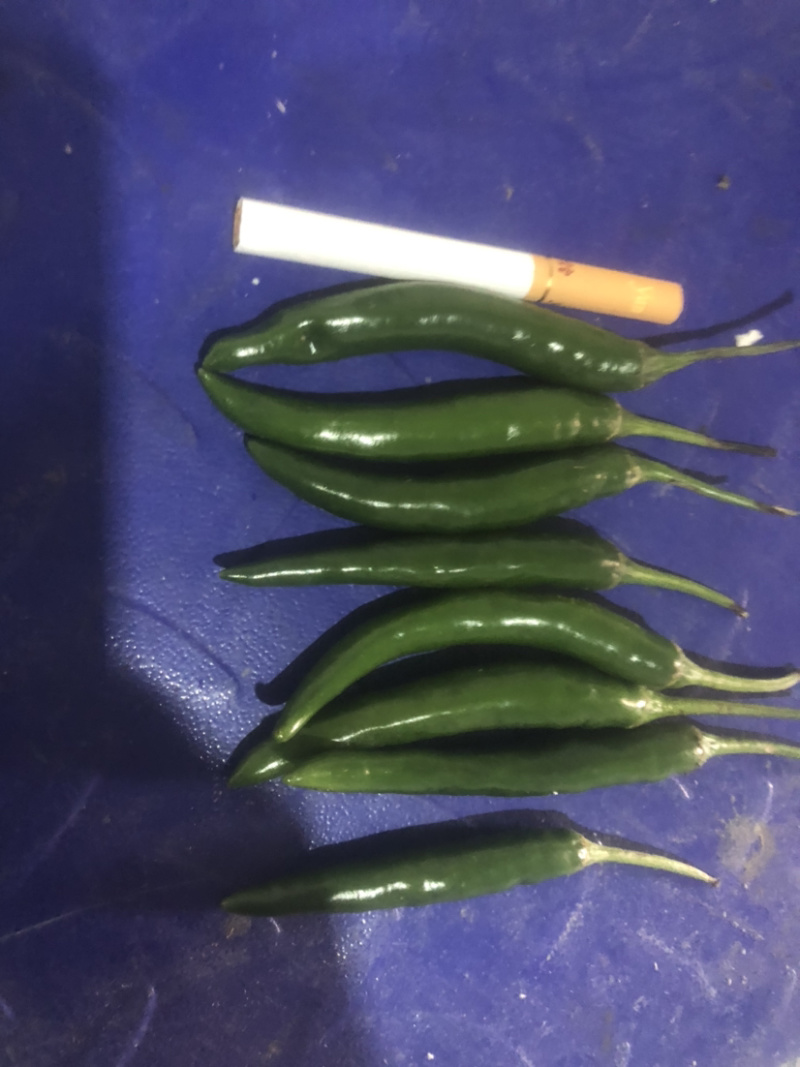 青米椒