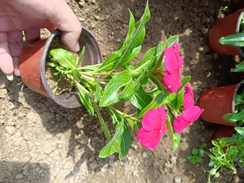 天天开（长春花）草花基地批发