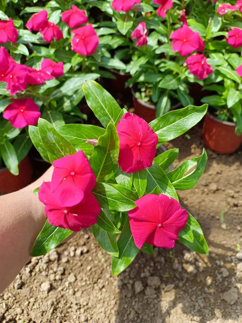天天开（长春花）草花基地批发