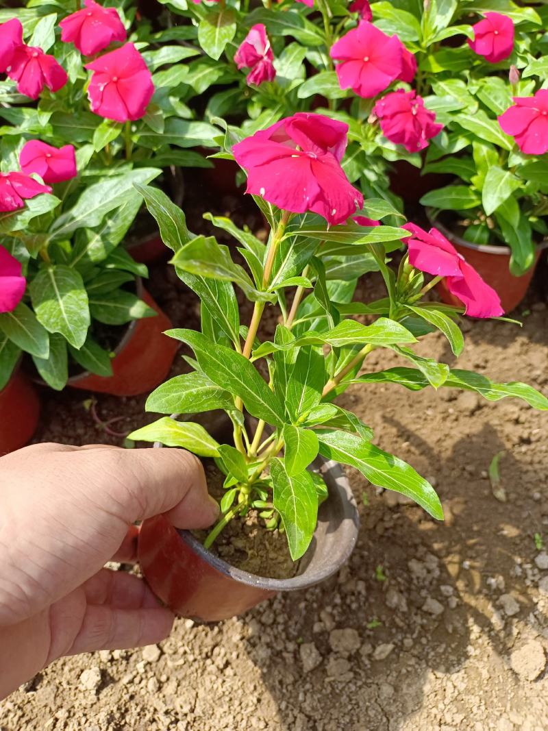 天天开（长春花）草花基地批发