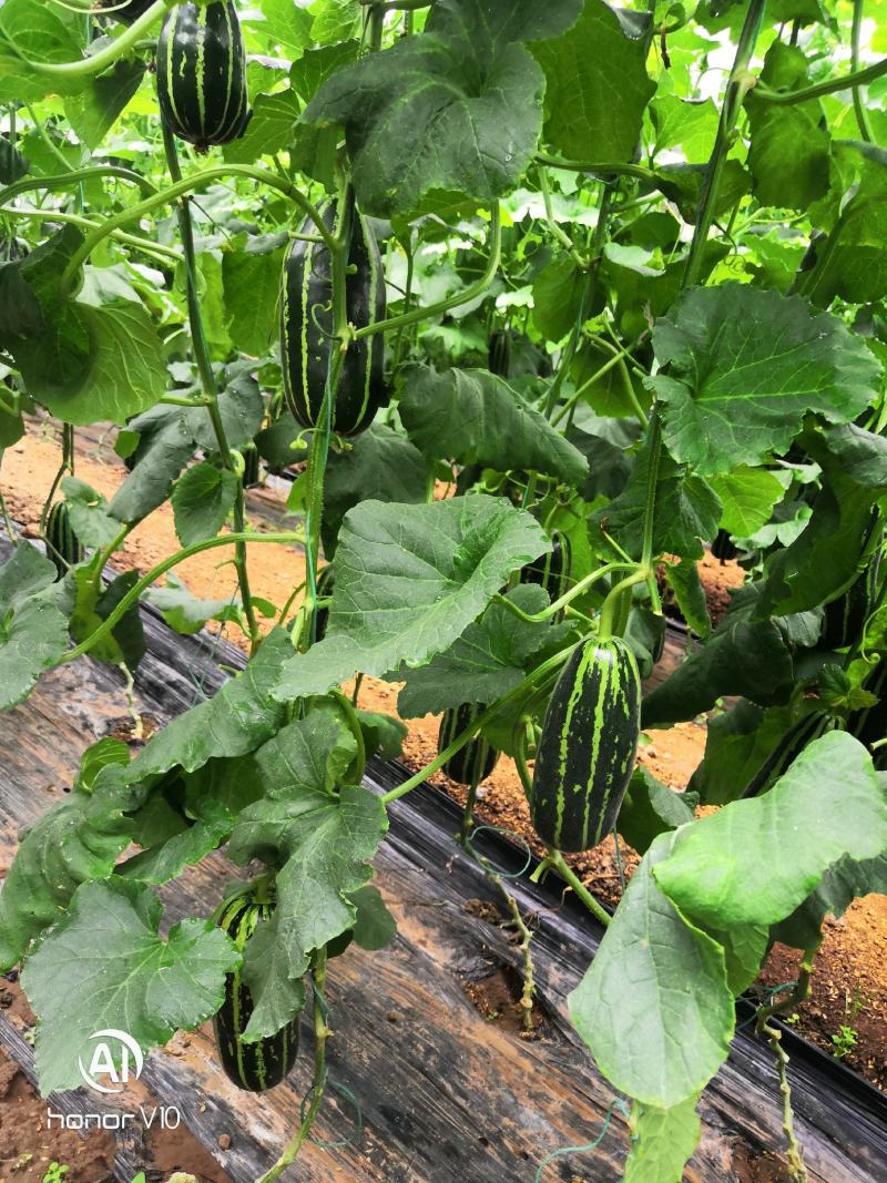博洋九甜瓜