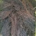 辽宁滚筒水洗选个捋把威灵仙