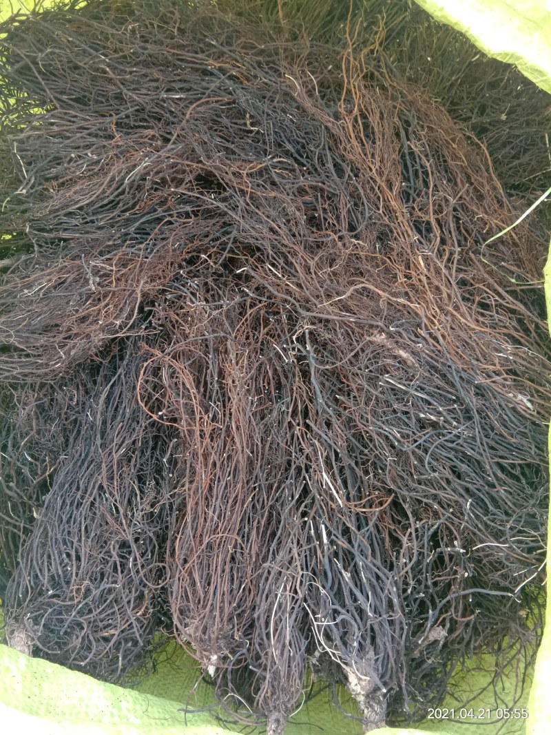 辽宁滚筒水洗选个捋把威灵仙