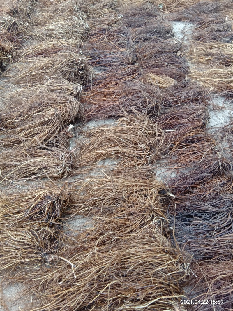 辽宁滚筒水洗选个捋把威灵仙