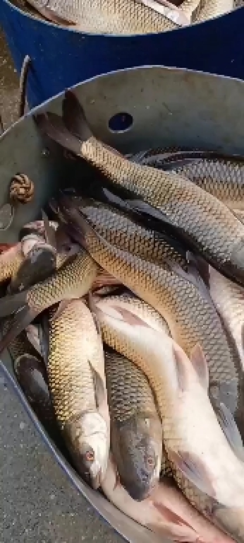 长期供应新鲜麦鲮鱼肉，质量保证，一手货源，欢迎咨询选购