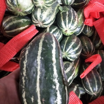 大量供应各种甜瓜
