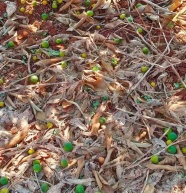云南柑橘落地果陆续上市