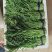 茼蒿，精品蒿子秆量大质优！茼蒿，大量有货！