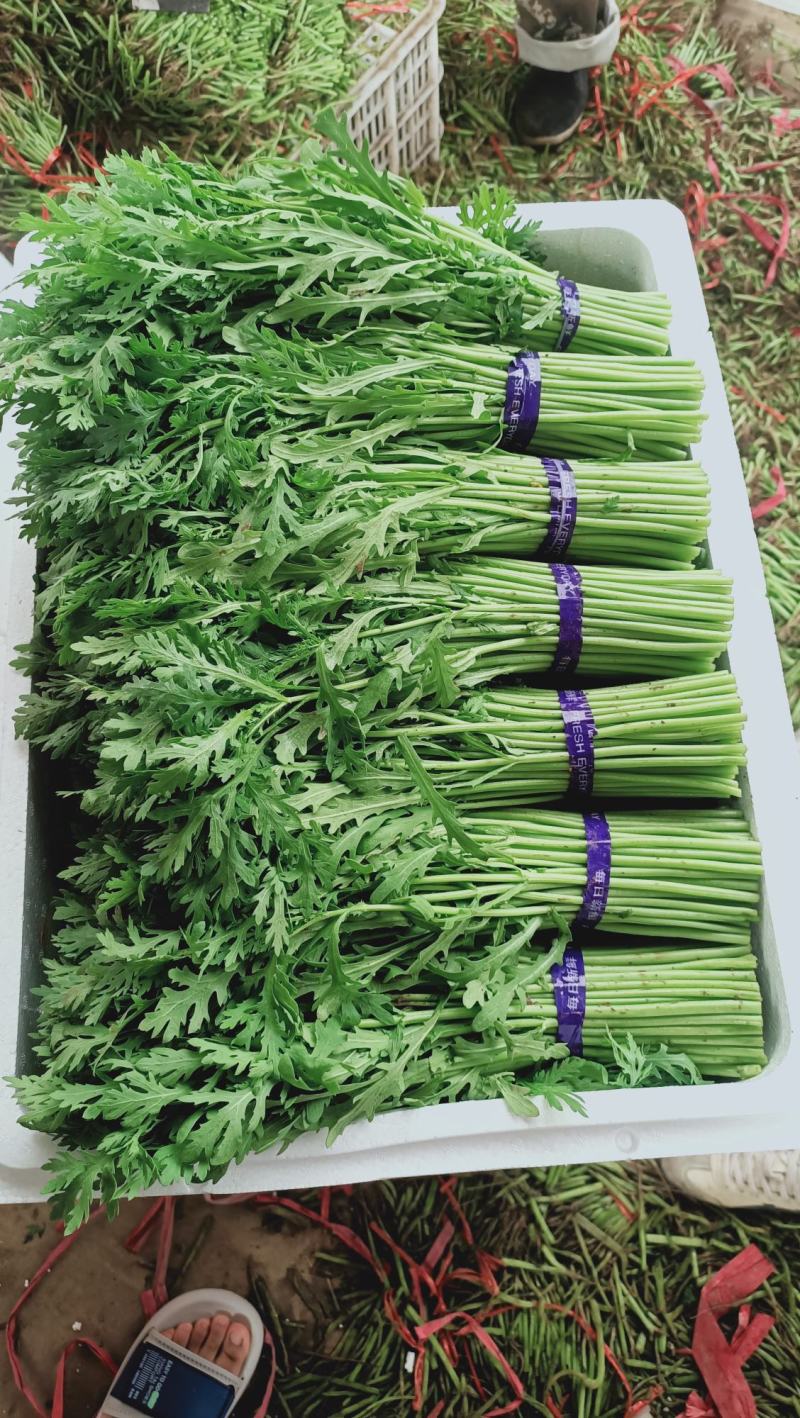 茼蒿，精品蒿子秆量大质优！茼蒿，大量有货！