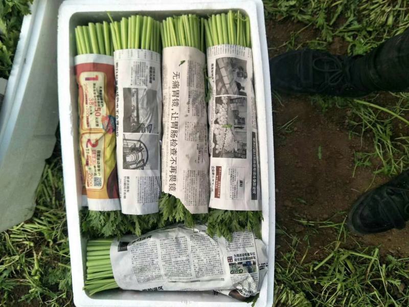 茼蒿，精品蒿子秆量大质优！茼蒿，大量有货！
