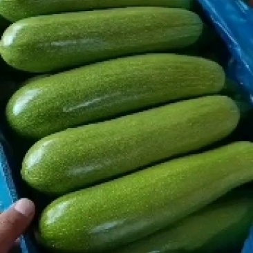 精品西葫芦