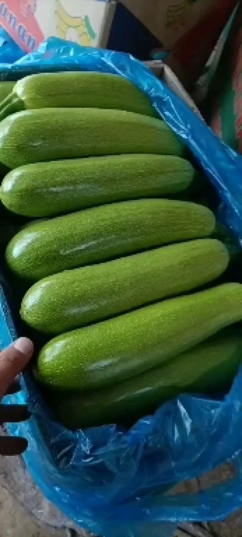 精品西葫芦