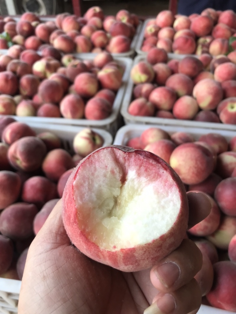 油桃518露天桃子大量上市曙光中油4号日出货量10万