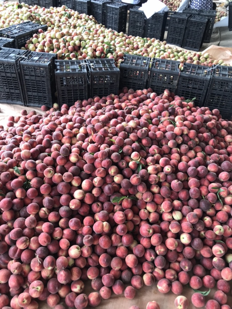 油桃518露天桃子大量上市曙光中油4号日出货量10万
