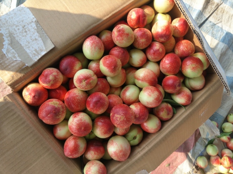 油桃518露天桃子大量上市曙光中油4号日出货量10万
